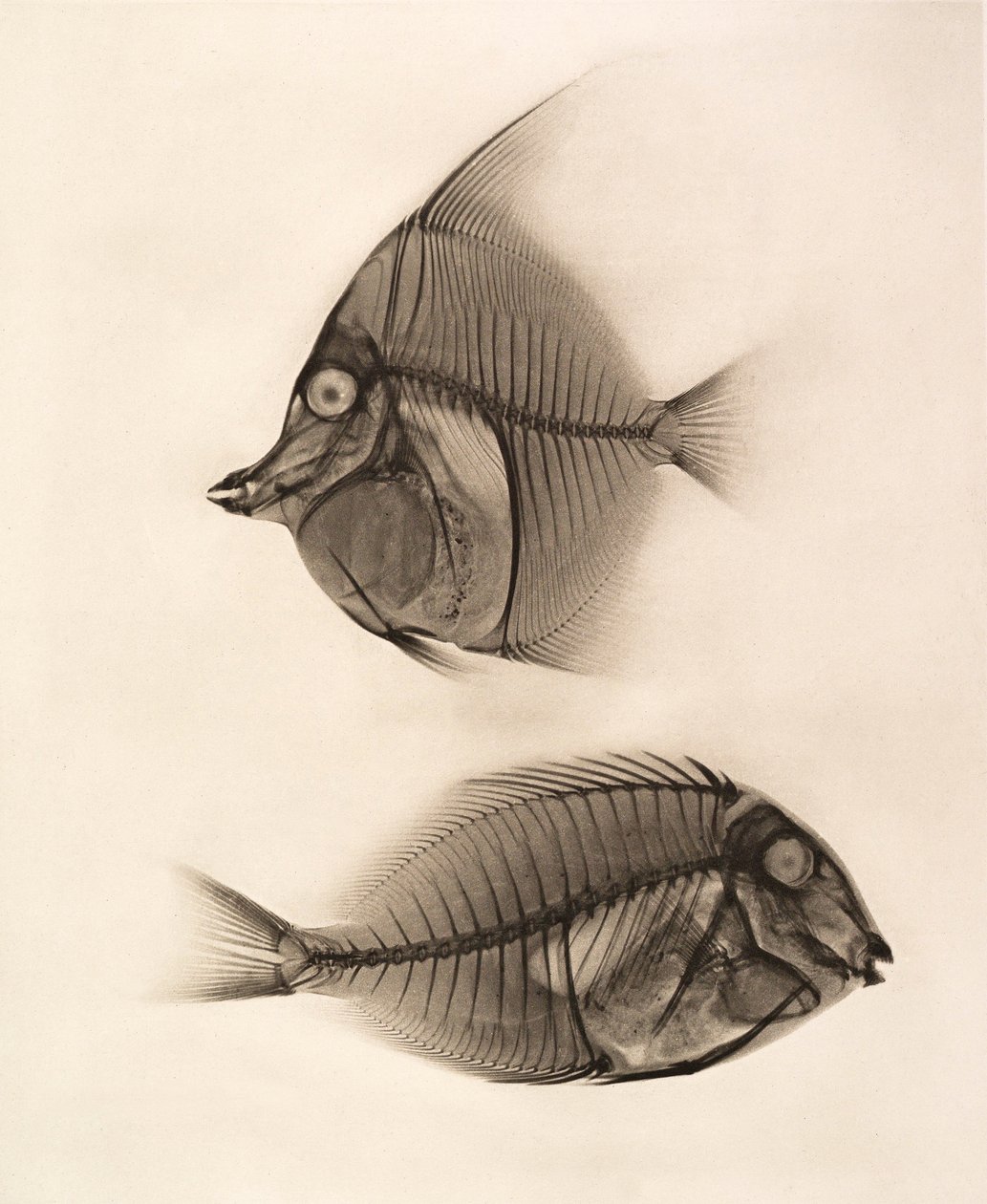 Bir Mağribi İdolü (Zanclus Cornutus) ve Mavi Çizgili Cerrah Balığının (Acanthurus Nigros) Tarihi Röntgeni 1896 (fotoğraf) by Josef Maria Eder