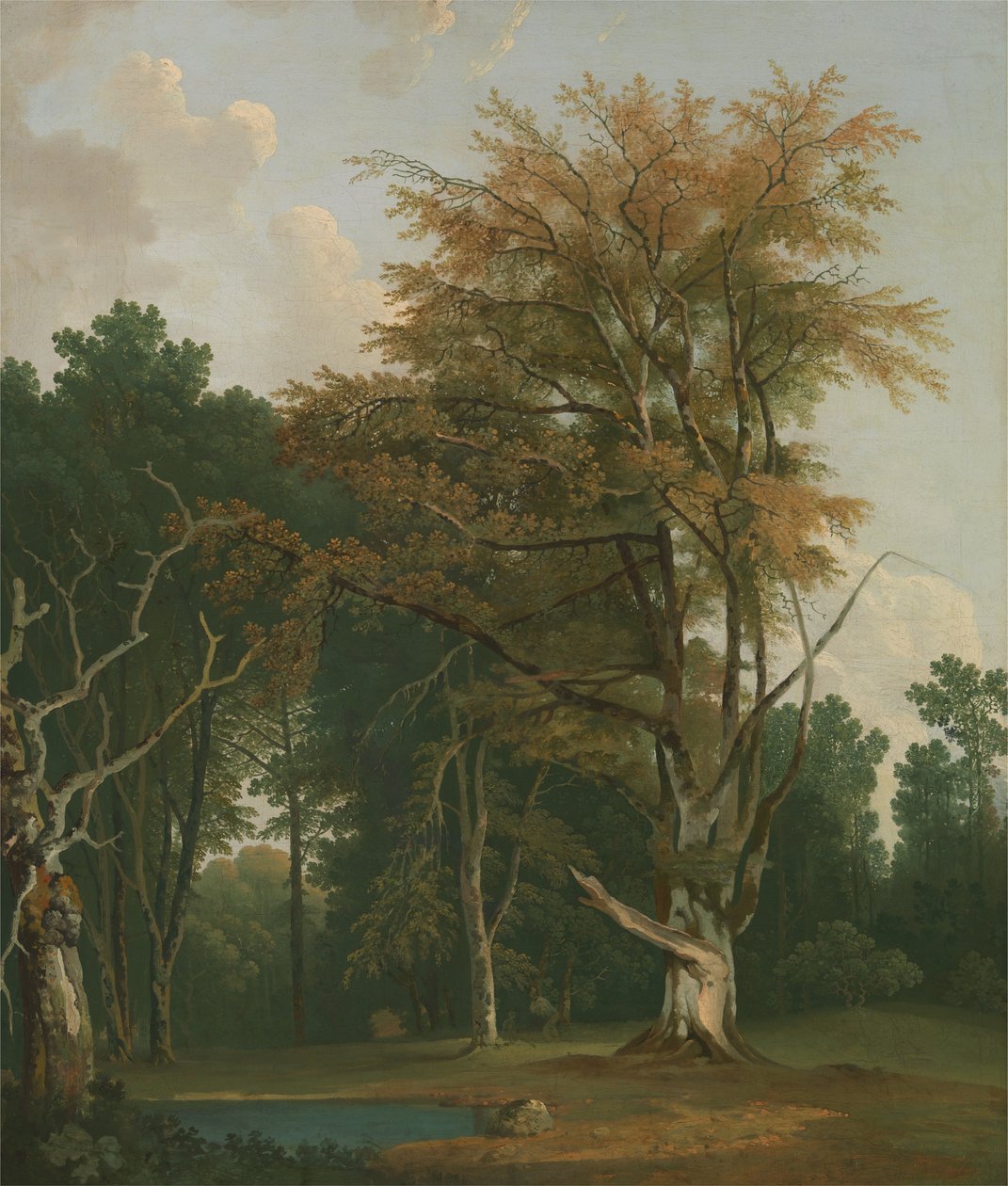 Woodland Glade
