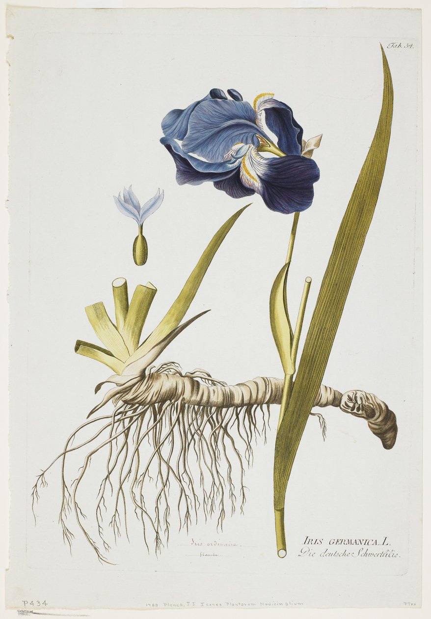 İris Germanica, Icones Plantarum Medicinalium