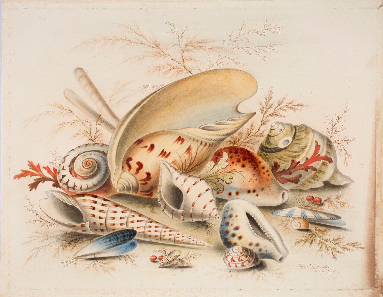 Deniz Kabukları Çalışması, 1876 (kağıt üzerinde wc) by Joseph Smith