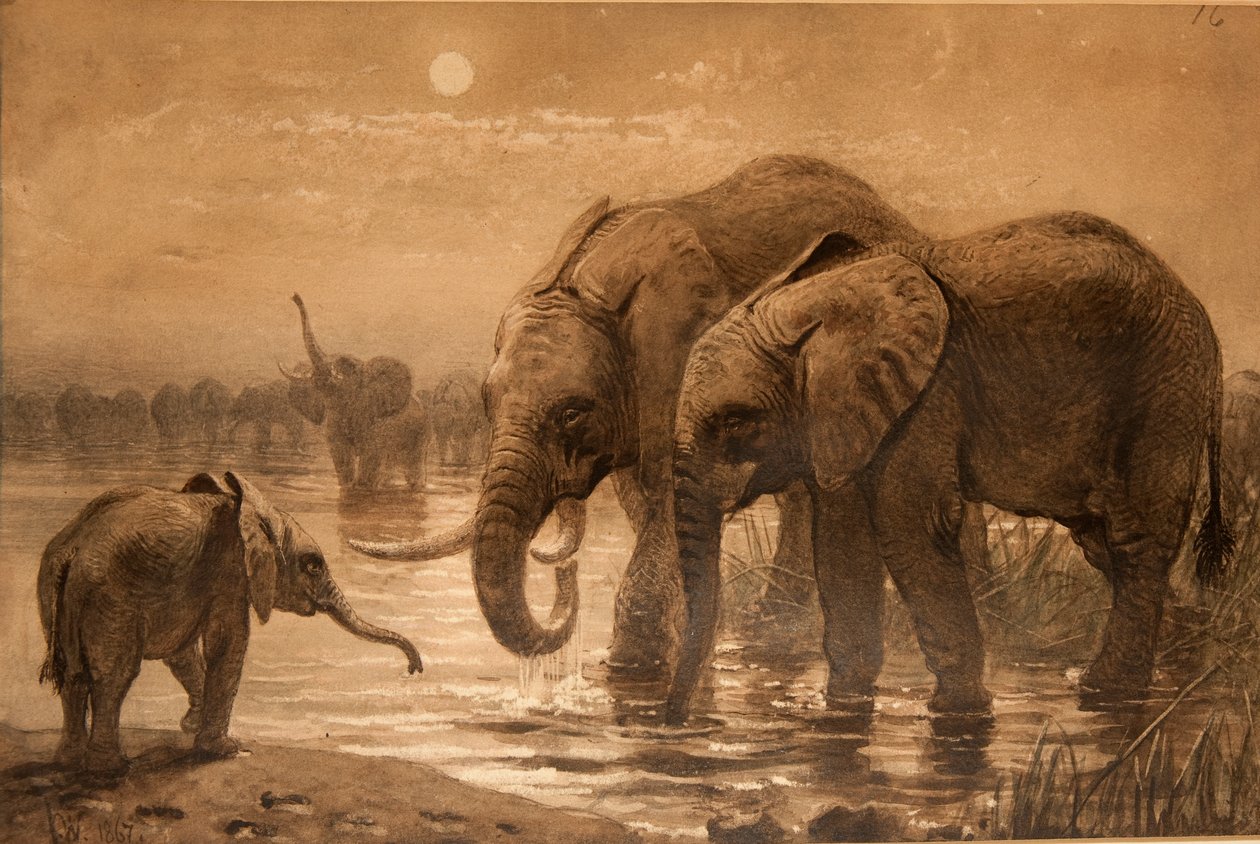 Afrika Filleri by Joseph Wolf