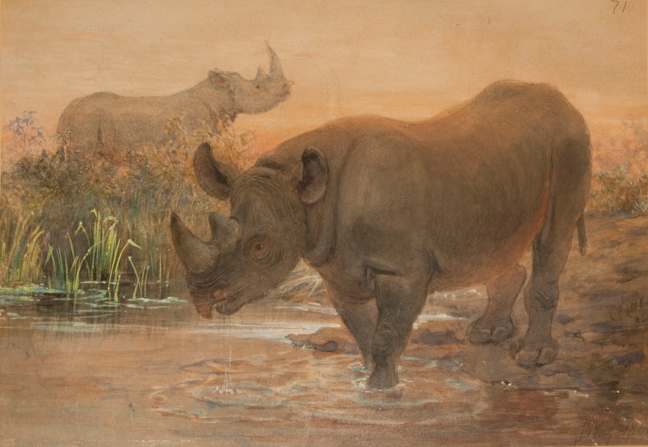 Afrika Gergedanı by Joseph Wolf
