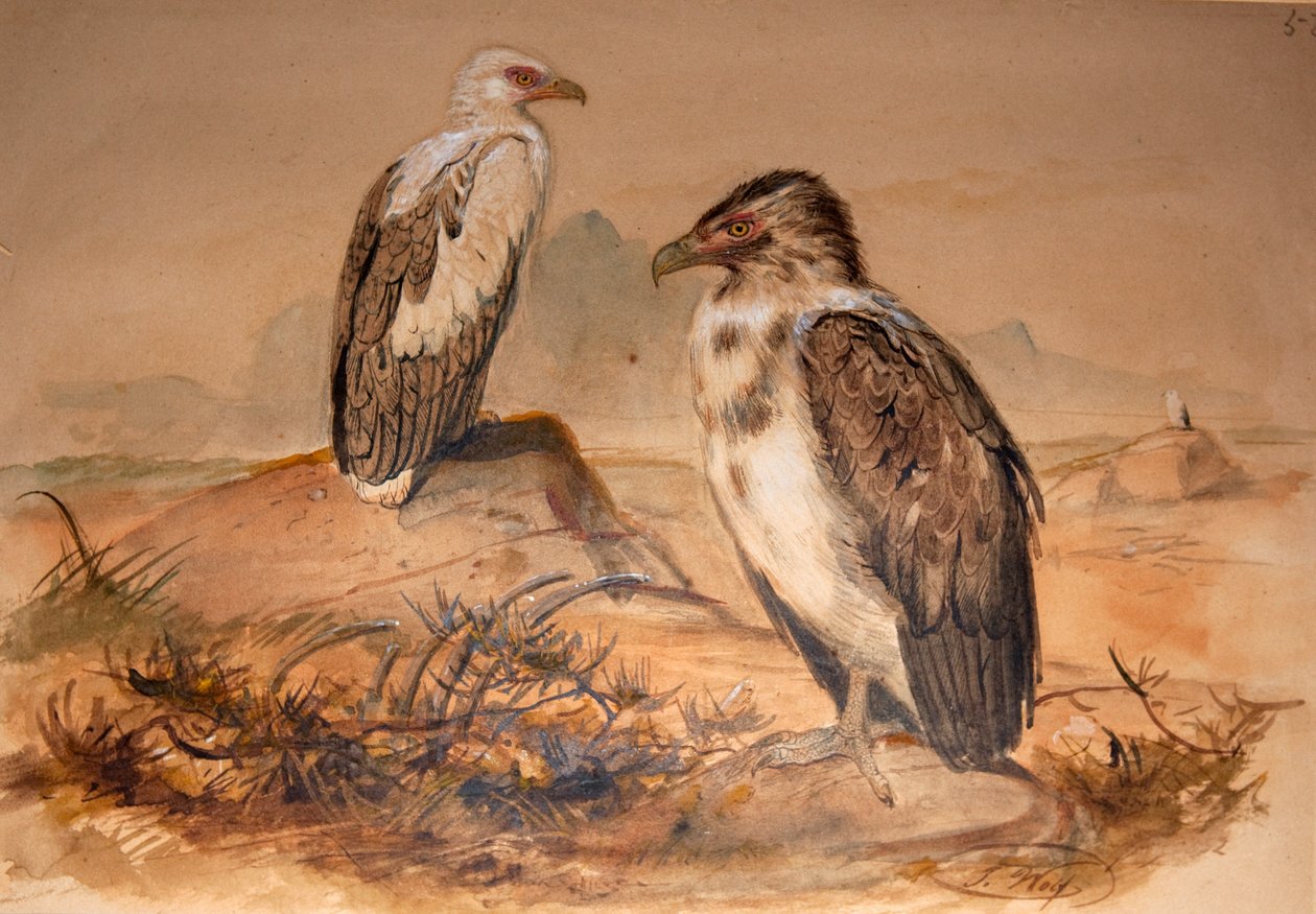 Angola Akbabası (Gypohierax angolensis), 1856-67 by Joseph Wolf