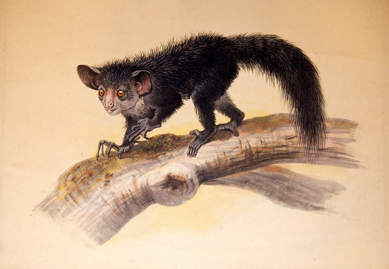 A-A, 1861 by Joseph Wolf