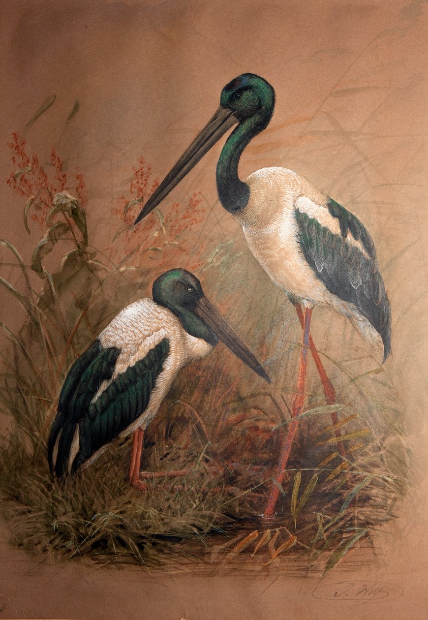 Black-necked Stork (Xenorhynchus australis), 1856-67  by Joseph Wolf