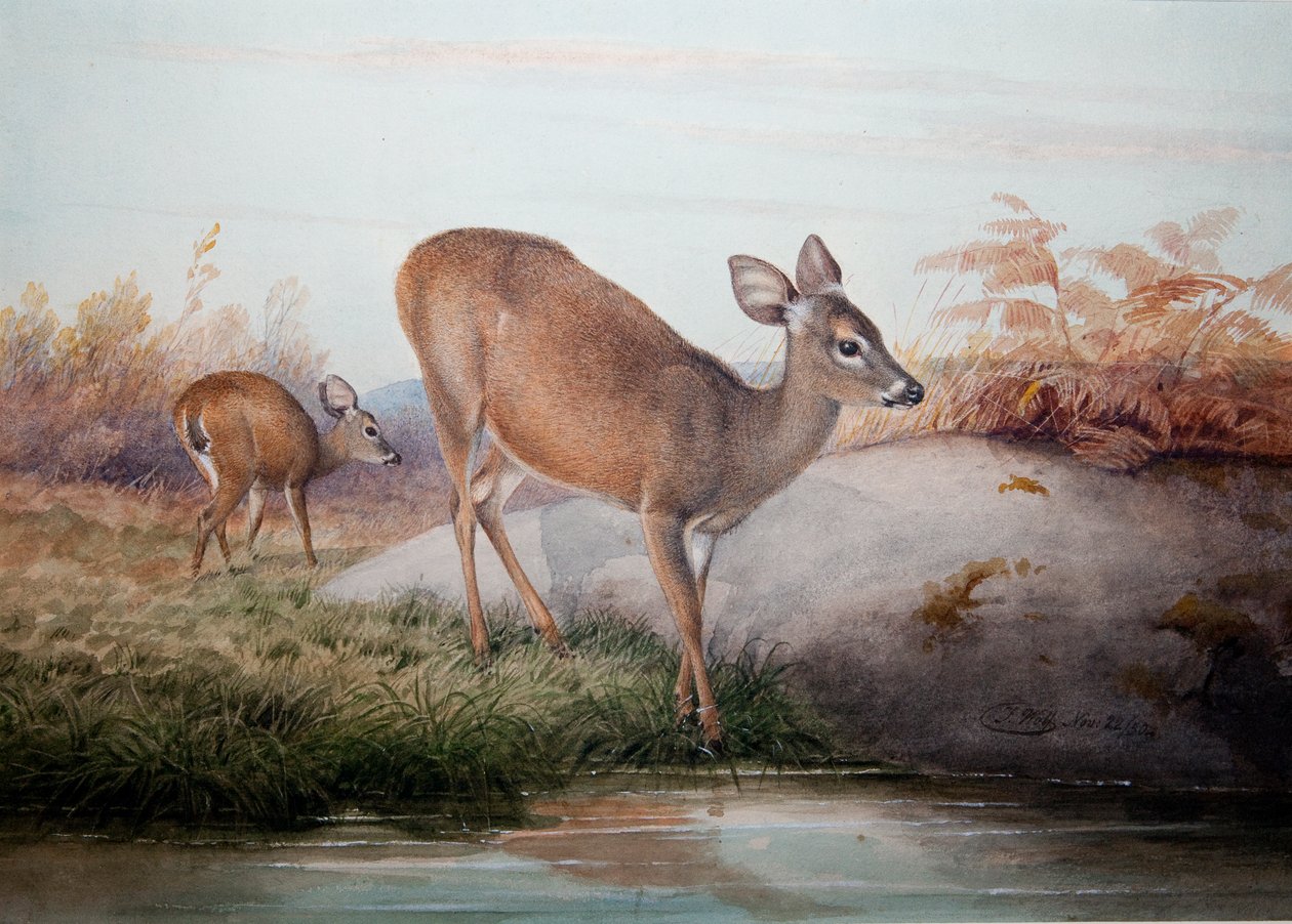 Kaliforniya Geyiği, c.1850 by Joseph Wolf