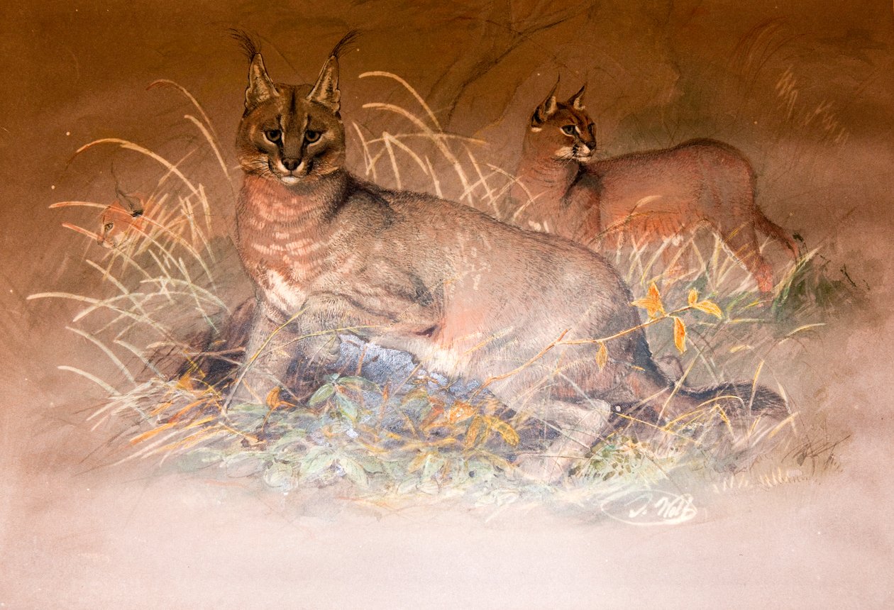 Karakulak, 1851-69 by Joseph Wolf