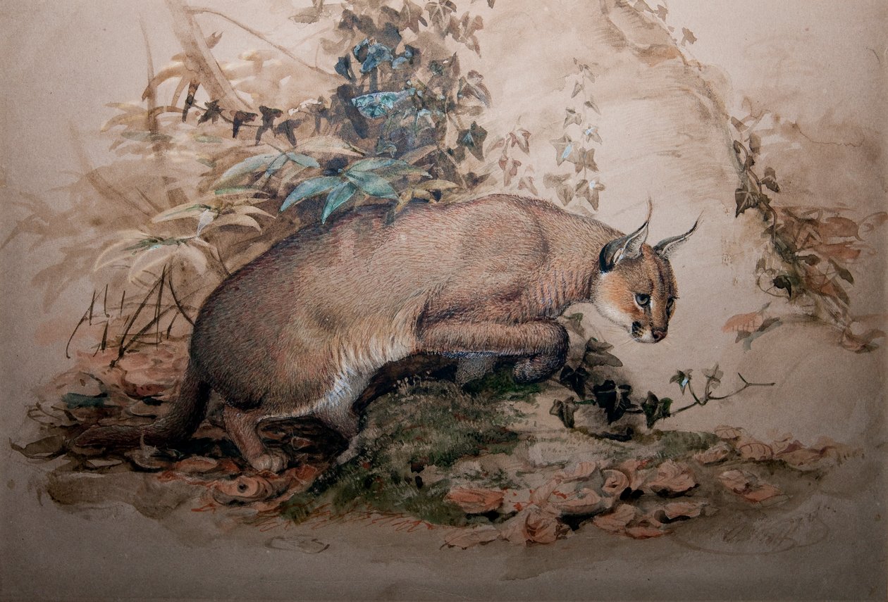 Louise, bir Breton Kızı ki by Joseph Wolf