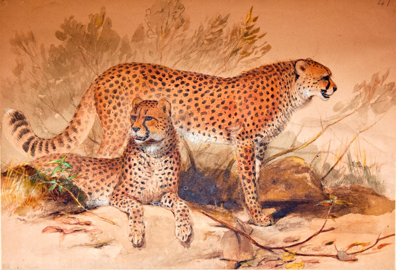 Çita, 1851-52 by Joseph Wolf