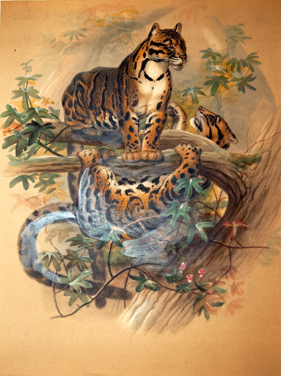 Clouded Leopard, 1861  by Joseph Wolf