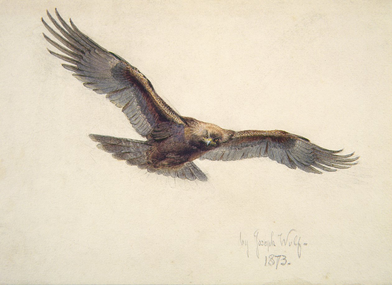 Uçan kartal, 1873 by Joseph Wolf
