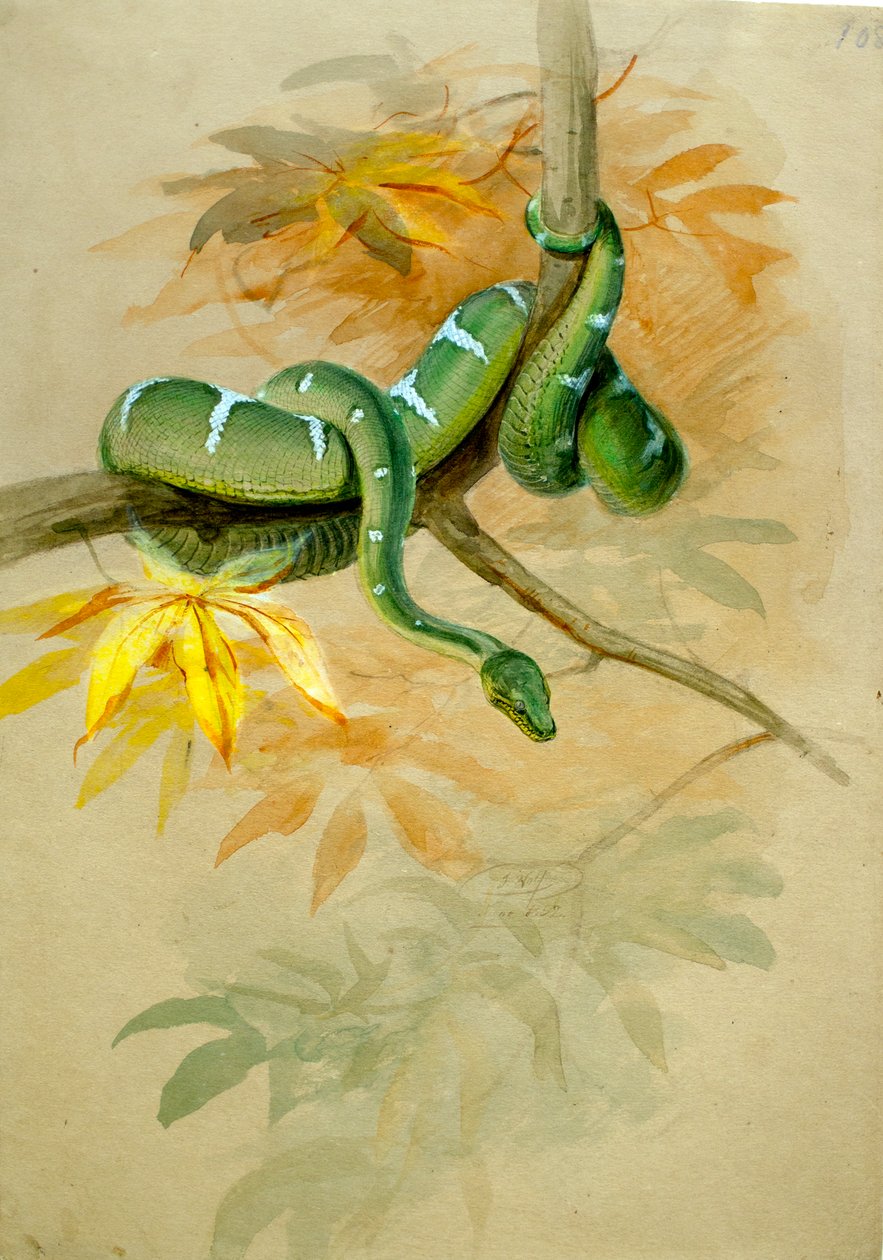 yeşil iyi by Joseph Wolf