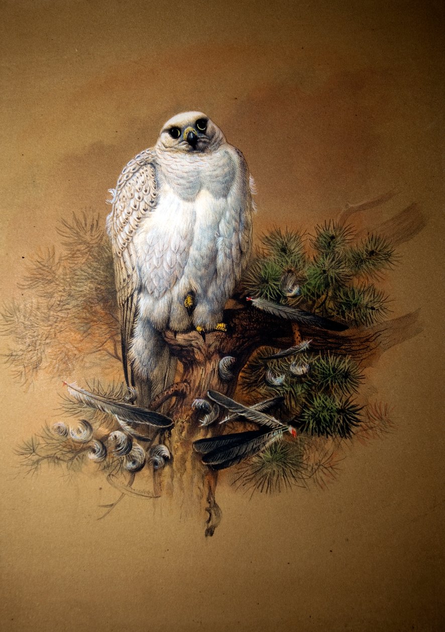 Grönland gyrfalcon by Joseph Wolf