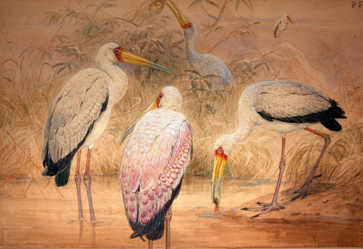 Hint Tantalus, 1856-67 (kağıt üzerinde wc ve kalem) by Joseph Wolf