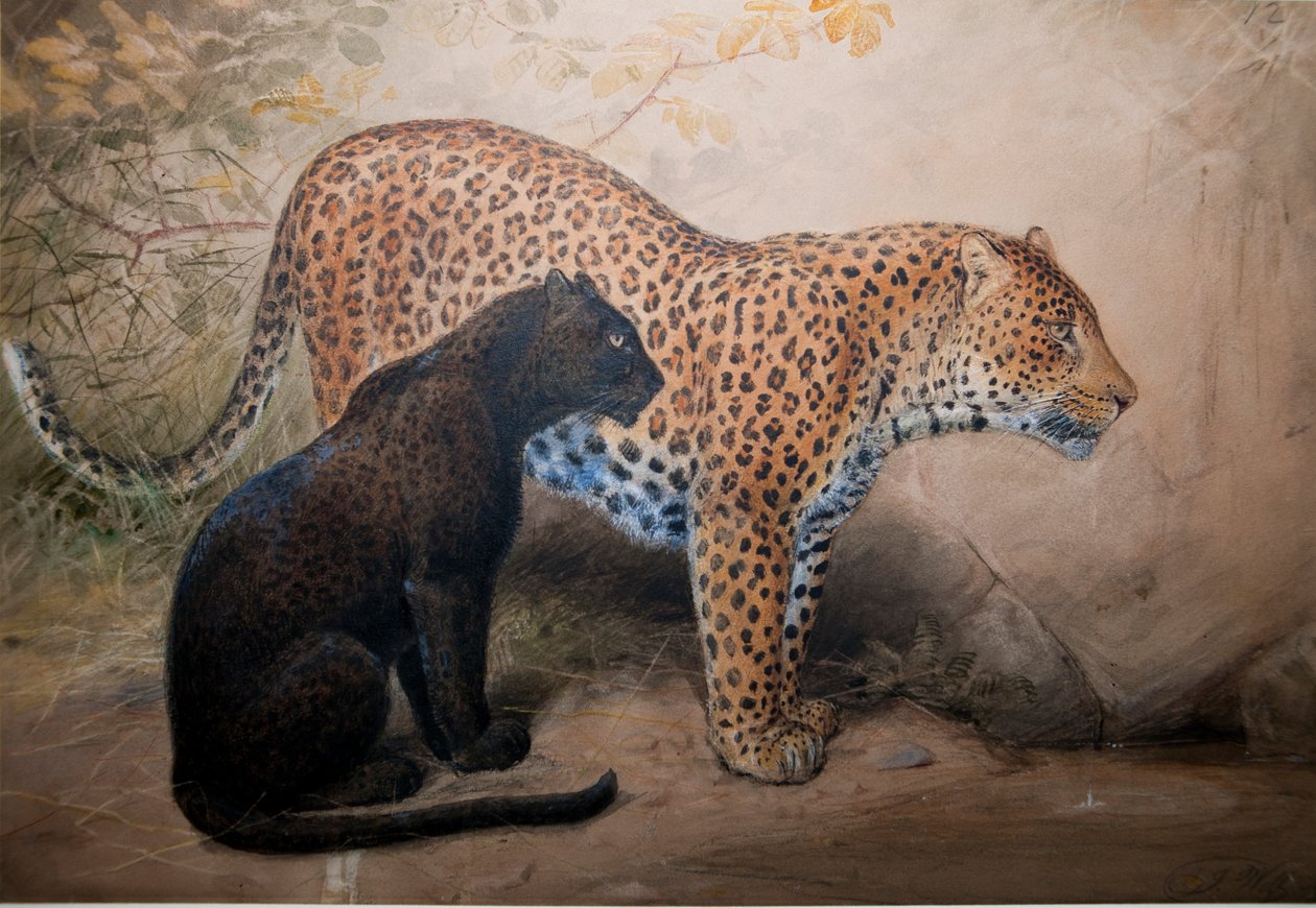 Leoparlar, 1851-69 by Joseph Wolf