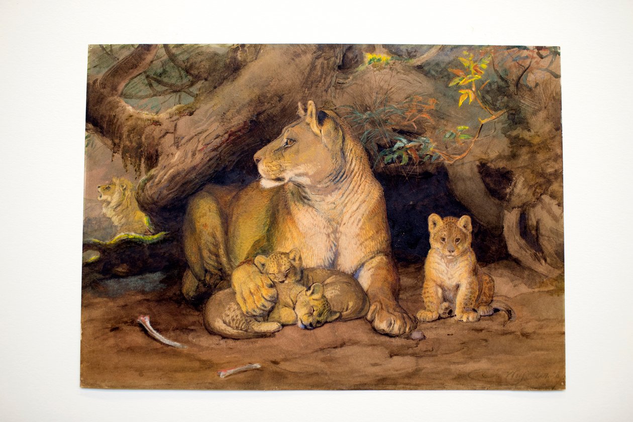 Dişi Aslan ve Genç, 1855 by Joseph Wolf