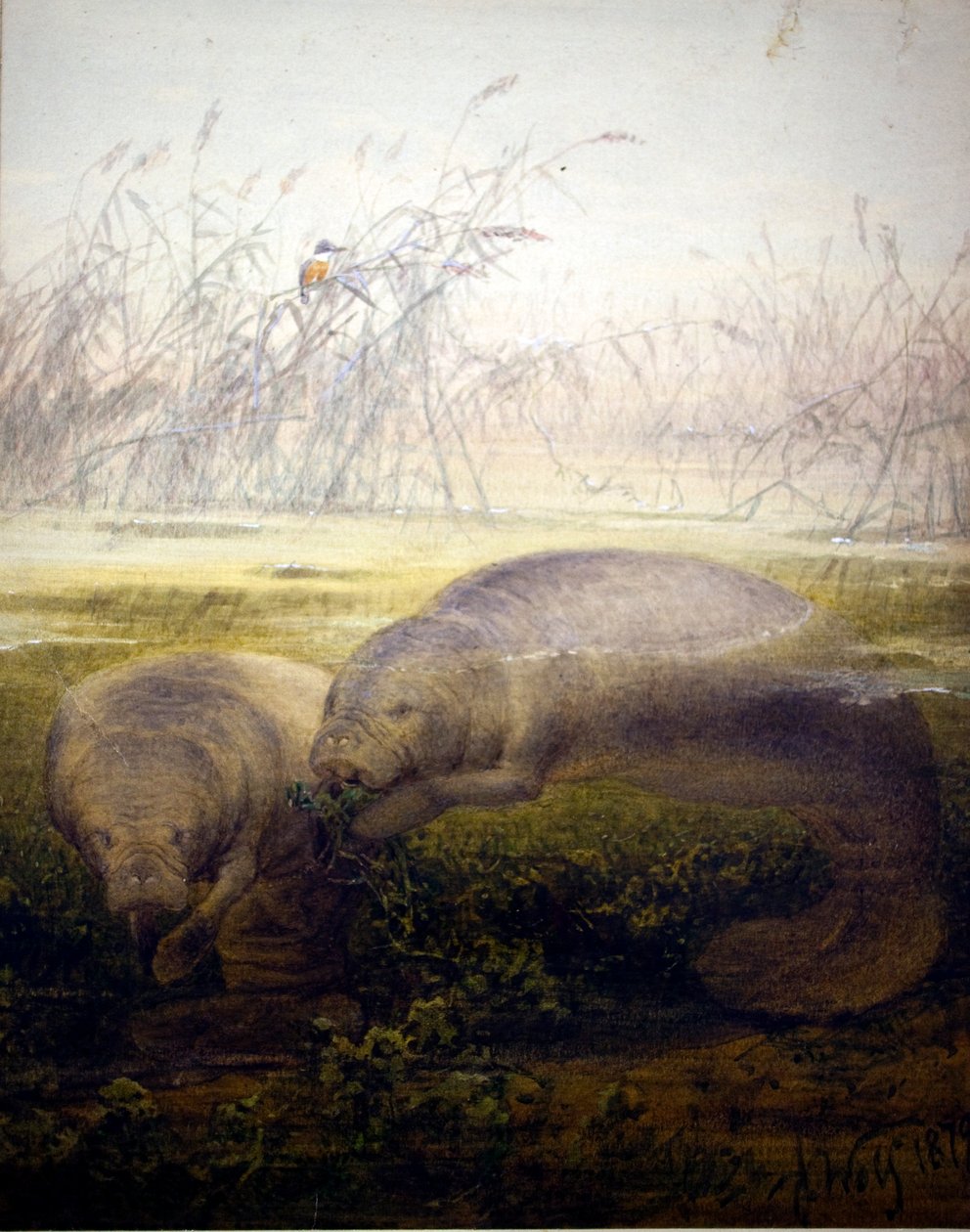 Denizayısı, 1879 by Joseph Wolf
