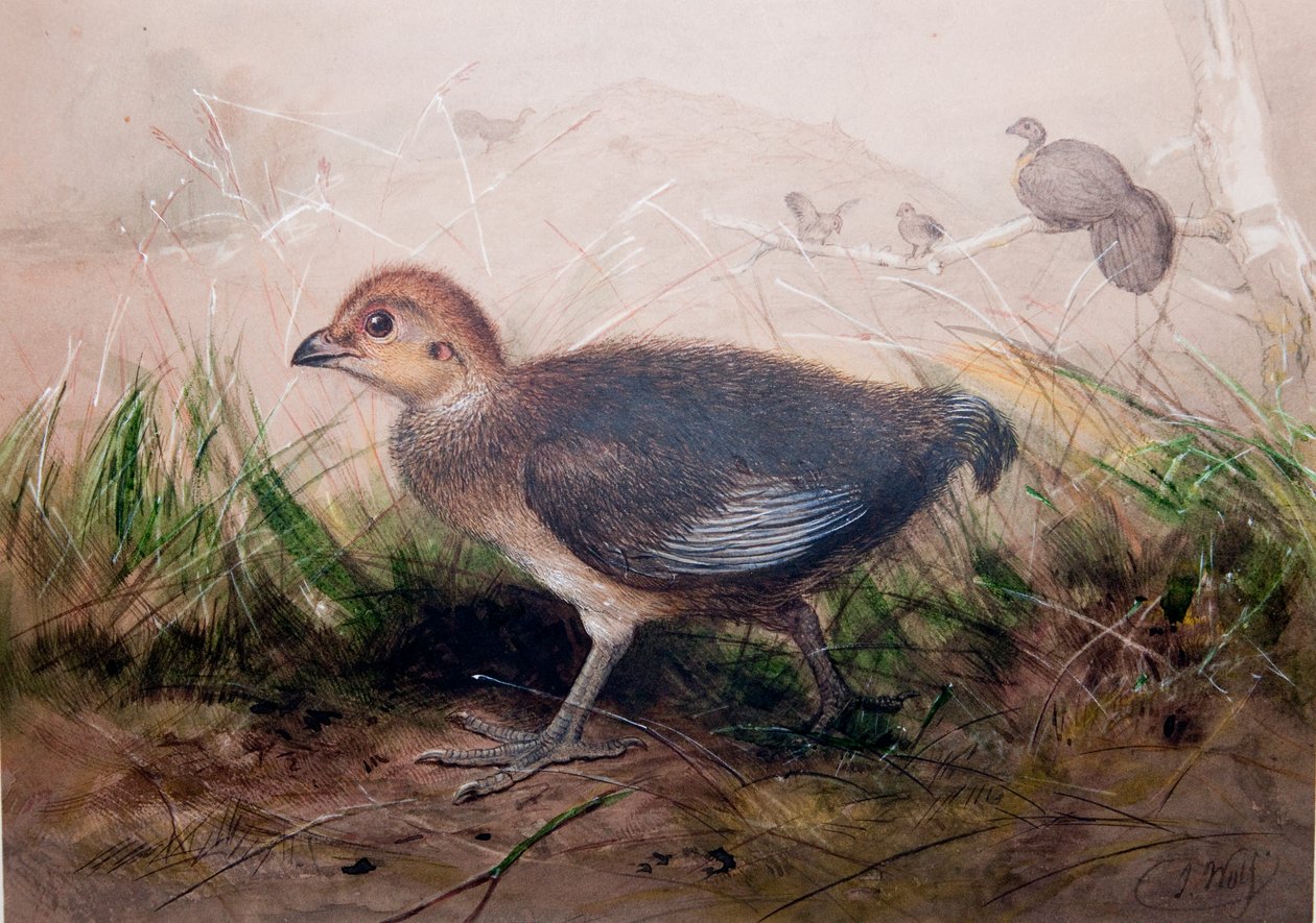 Megapodlar, c.1850 by Joseph Wolf