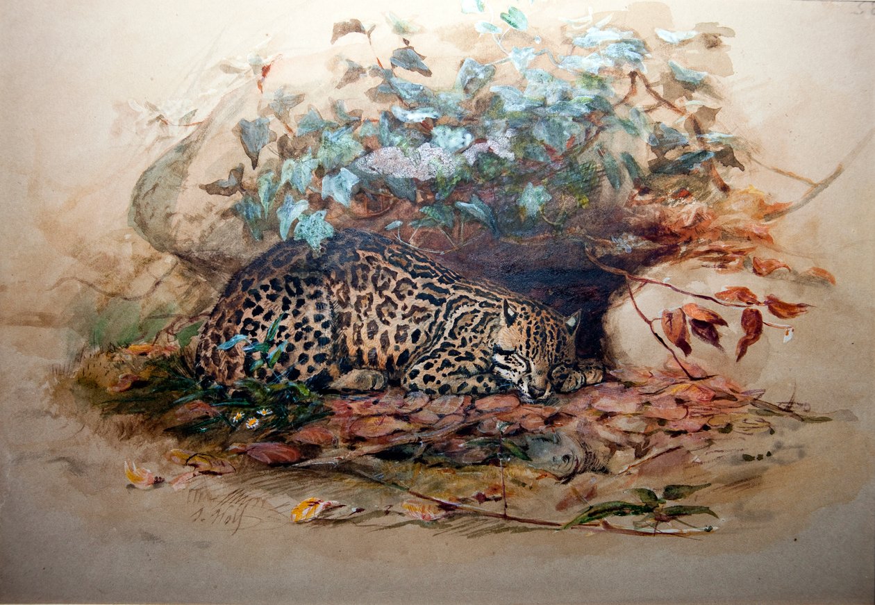 Ocelot, 1851-52 by Joseph Wolf