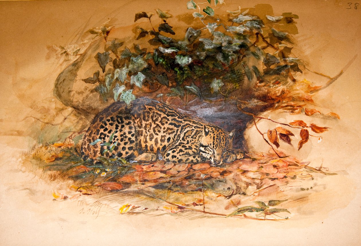Ocelot, 1851-52 by Joseph Wolf