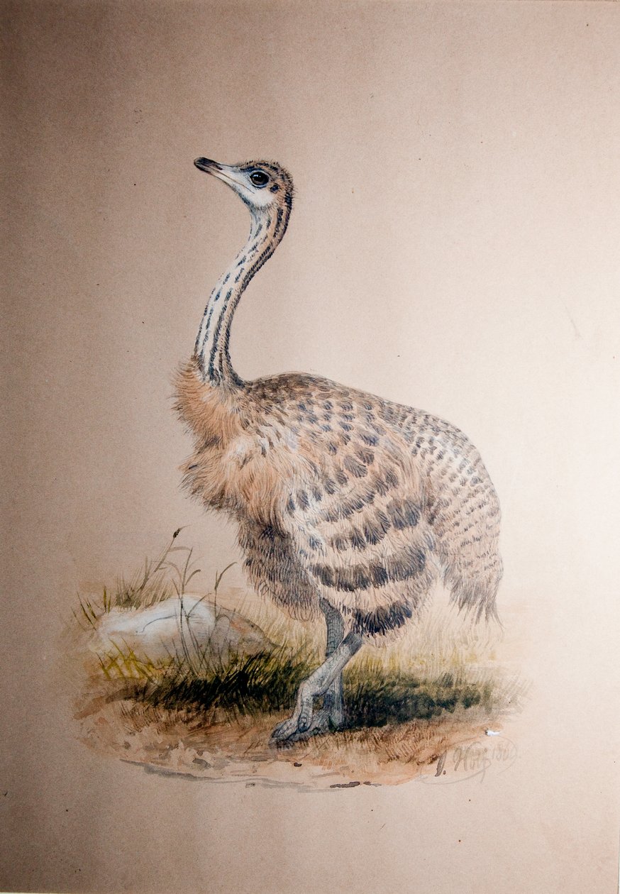 Devekuşu, c.1850 by Joseph Wolf