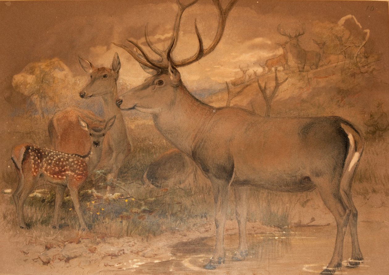 İran Geyiği by Joseph Wolf