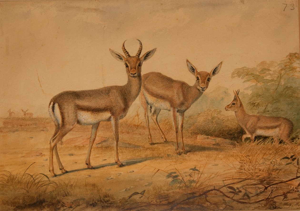 Farsça ceylan by Joseph Wolf