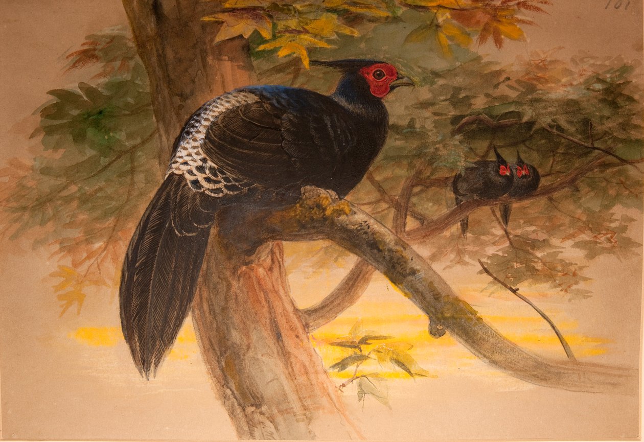 Mor Kaleege (Euplocamus horsfieldi), c.1851-76 (kağıt üzerinde wc ve kurşun kalem) by Joseph Wolf