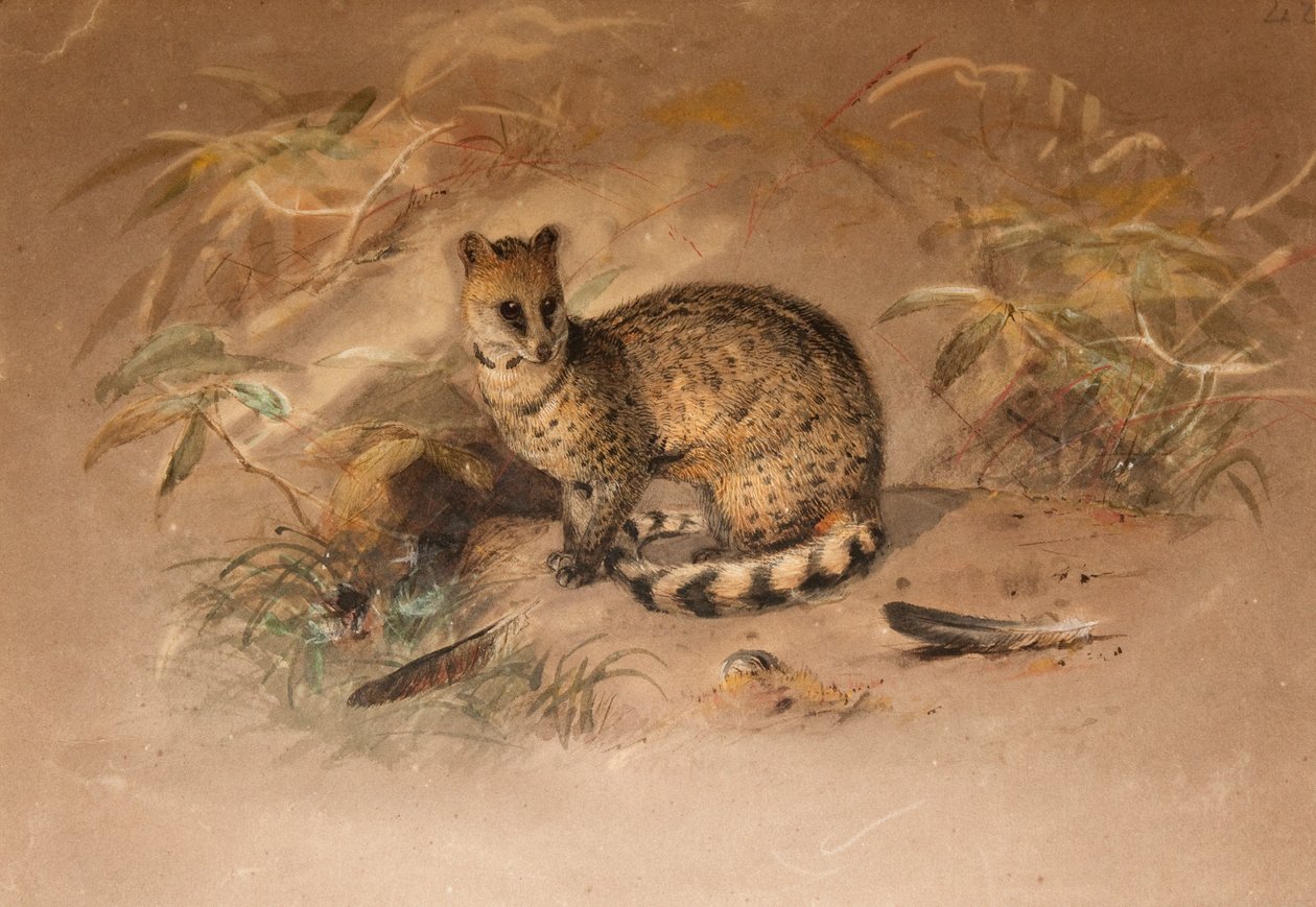 Irk - Vivericula malaccensis by Joseph Wolf