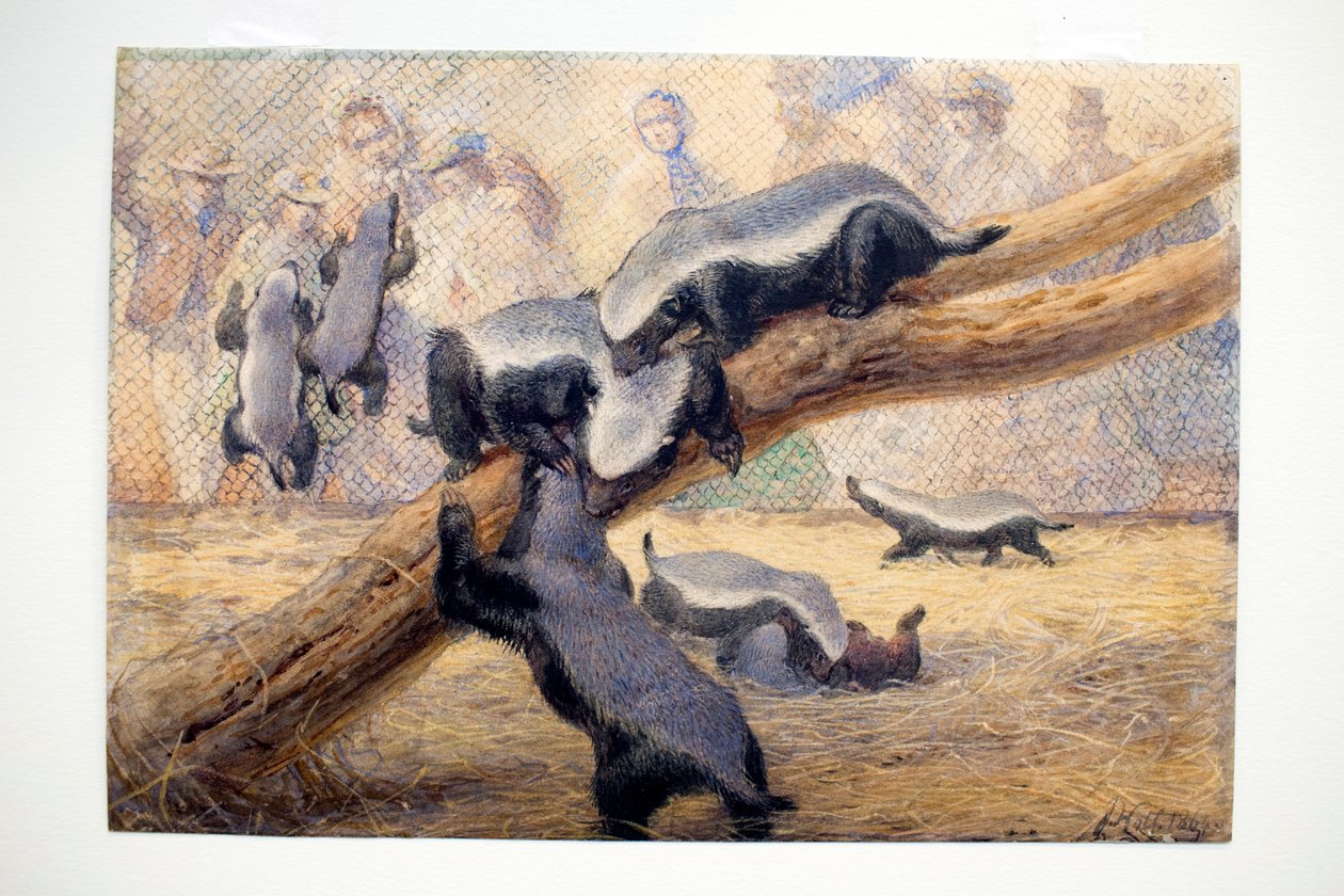 Oranlar, 1864 by Joseph Wolf