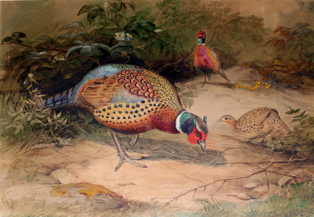 Halka Boyunlu Sülün (Phasianus torquatus), 1852-54 by Joseph Wolf