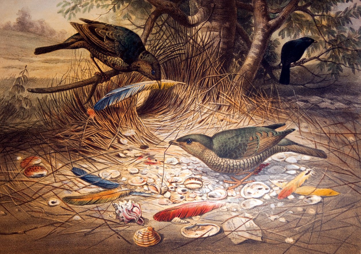 Saten Bowerbird, 1861 by Joseph Wolf