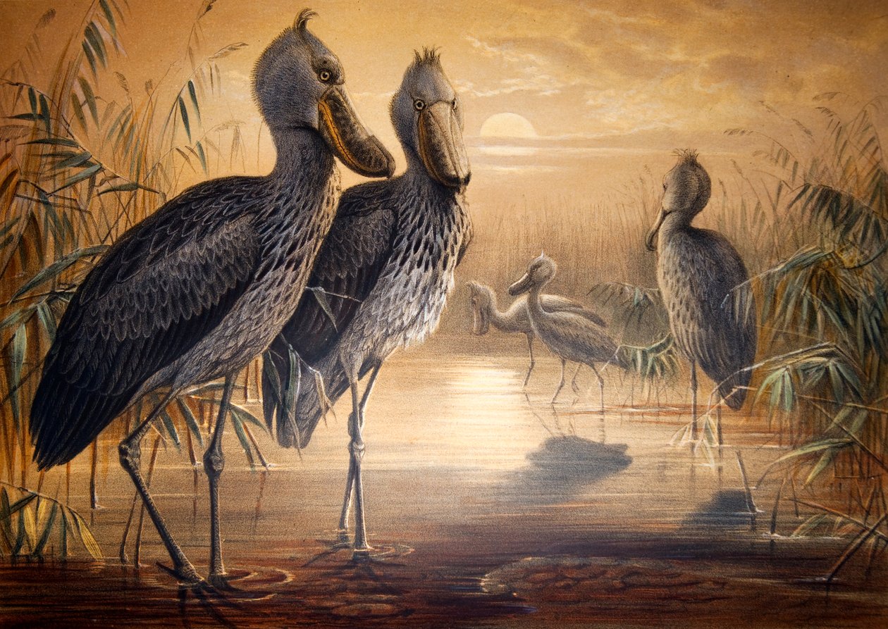 Shoebilled stork, 1861  by Joseph Wolf