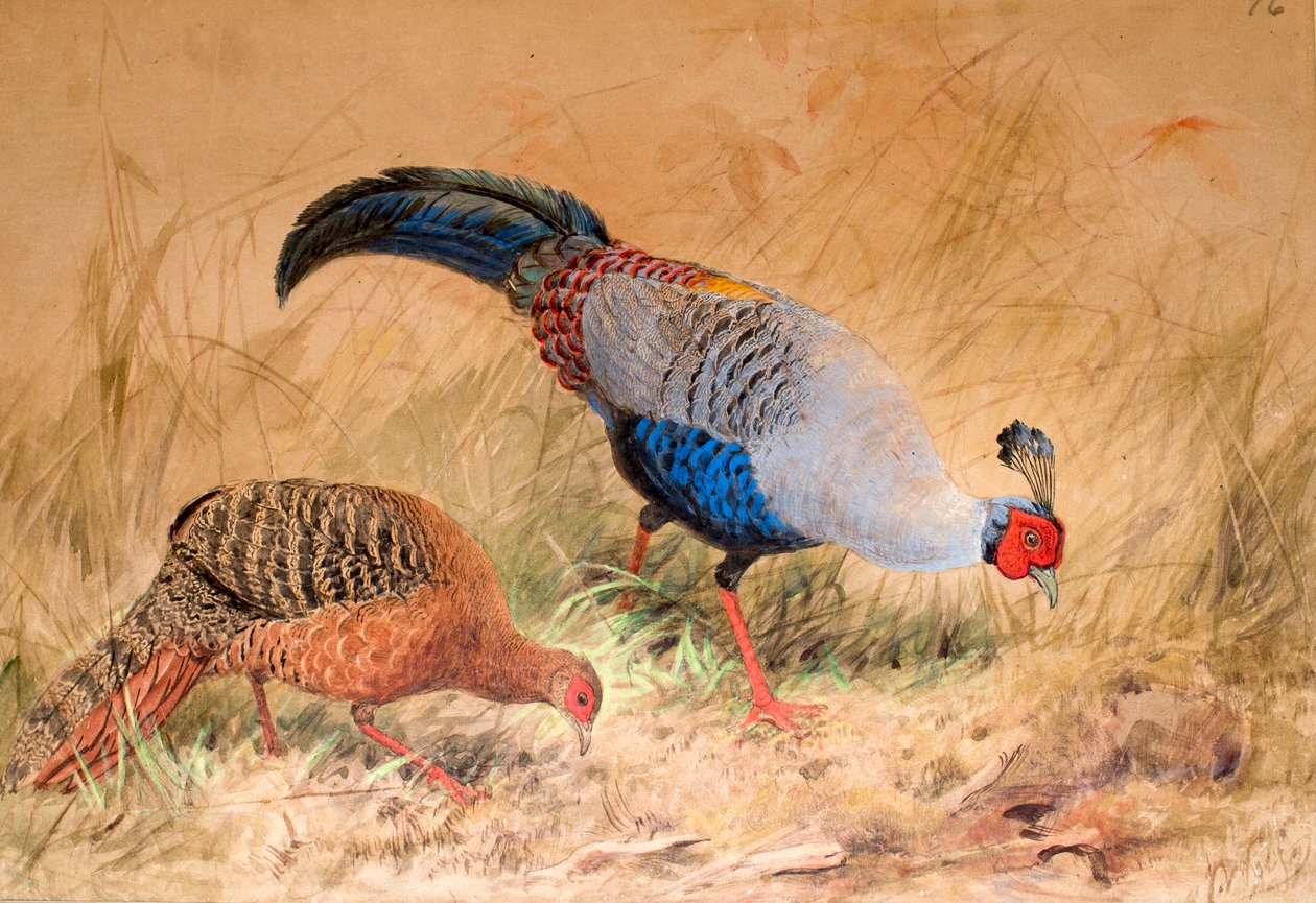 Siyam Sülün (Euplocamus praelatus), 1852-54 by Joseph Wolf