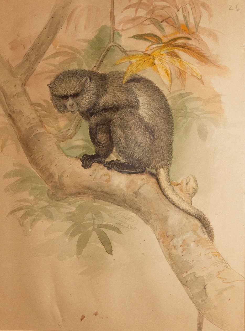 Stranger's Monkey, Zoological Society of London Vol.I, Mammalia I, Quadrumana'nın elinde bulunan Joseph Wolf'un Orijinal Sulu Renkli Çizimlerinden alınan renkli plaka. Etobur.', 1851-69 (w by Joseph Wolf