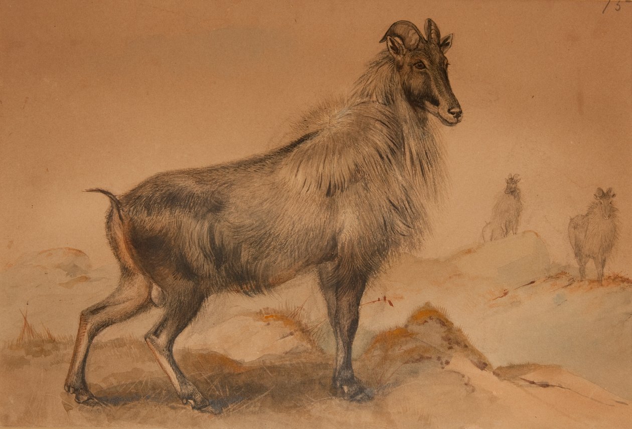 Thar by Joseph Wolf