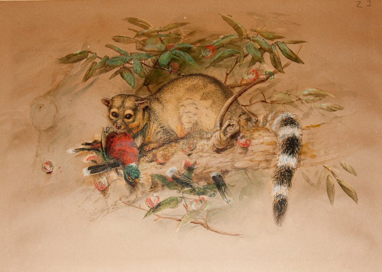 Bassaris - Bassaris astuta by Joseph Wolf