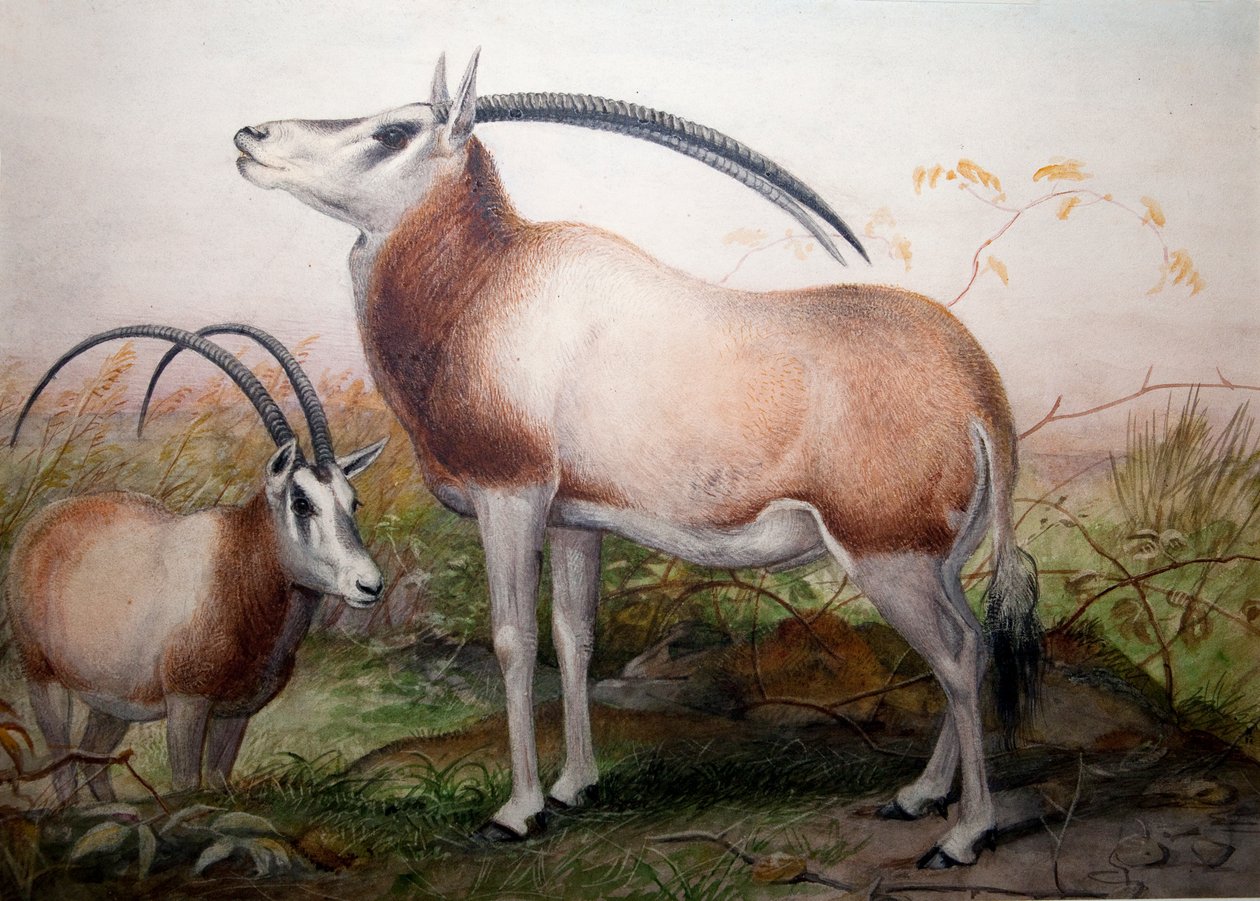 Leucoryx Antilopu, Oryx Leucoryx, c.1850 by Joseph Wolf