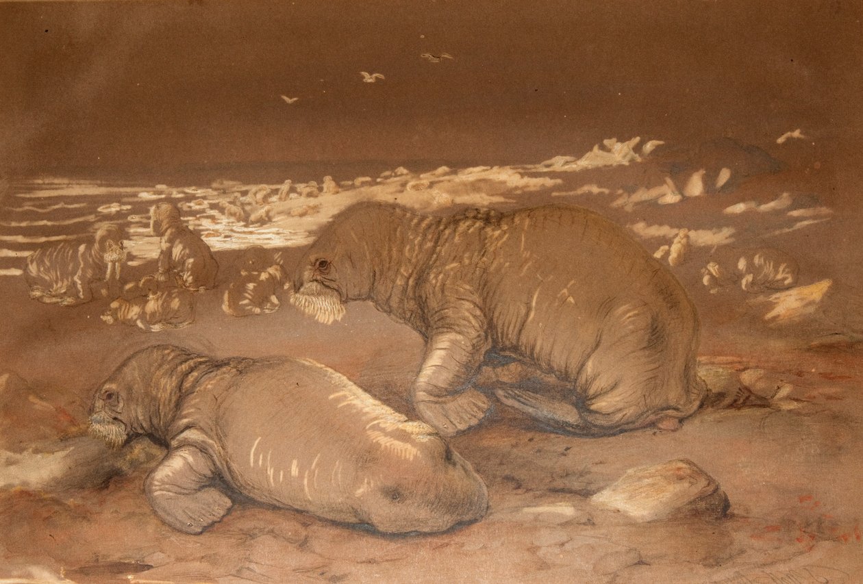 Mors - Tricherchus rosmarus by Joseph Wolf