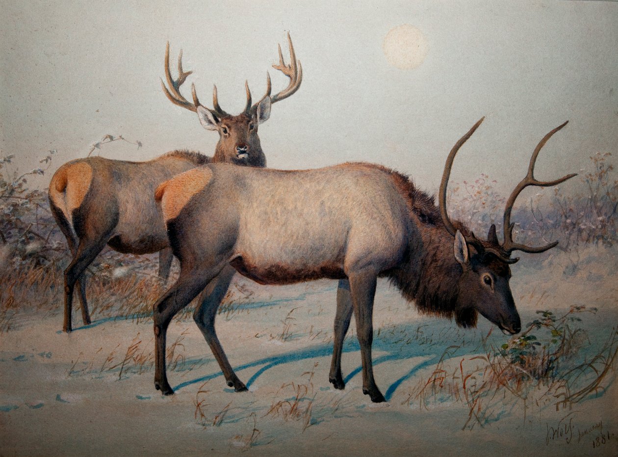 Wapiti, c.1850 by Joseph Wolf