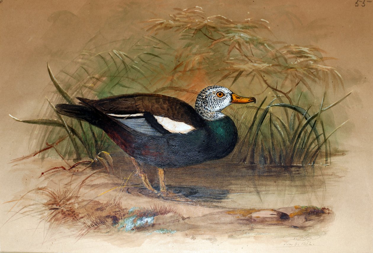 Ak başlı Sheldrake (Casarca leucoptera), 1852-54 by Joseph Wolf