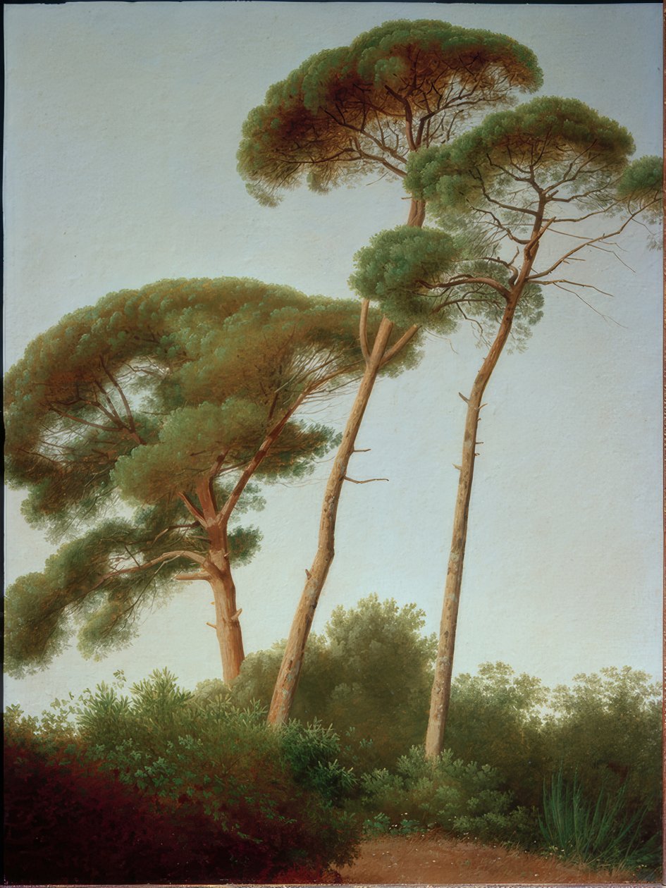 çam ağaçları by Joseph August Knip