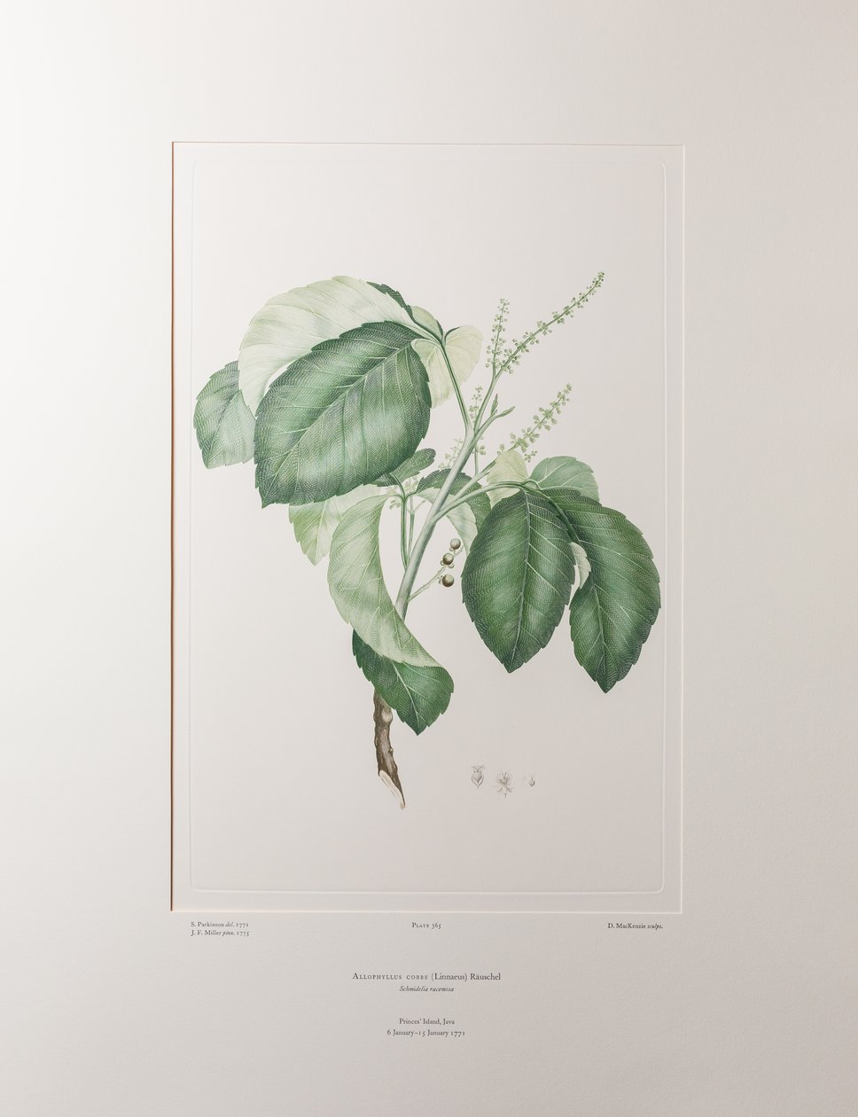 Allophyllus cobbe (Sapindaceae) - Plaka 365, Banks#39; Florilegium, c.1771-84 (kağıt üzerine bakır levha gravür) by Joseph Banks