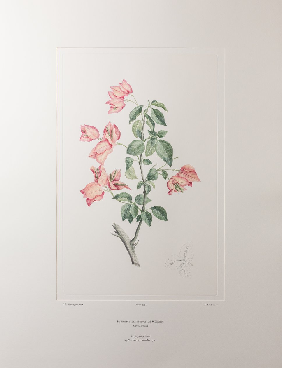 Bouganvillea spectabilis (Nyctaginaceae) - Plaka 355, Banks#39; Florilegium, c.1771-84 (kağıt üzerine bakır levha gravür) by Joseph Banks