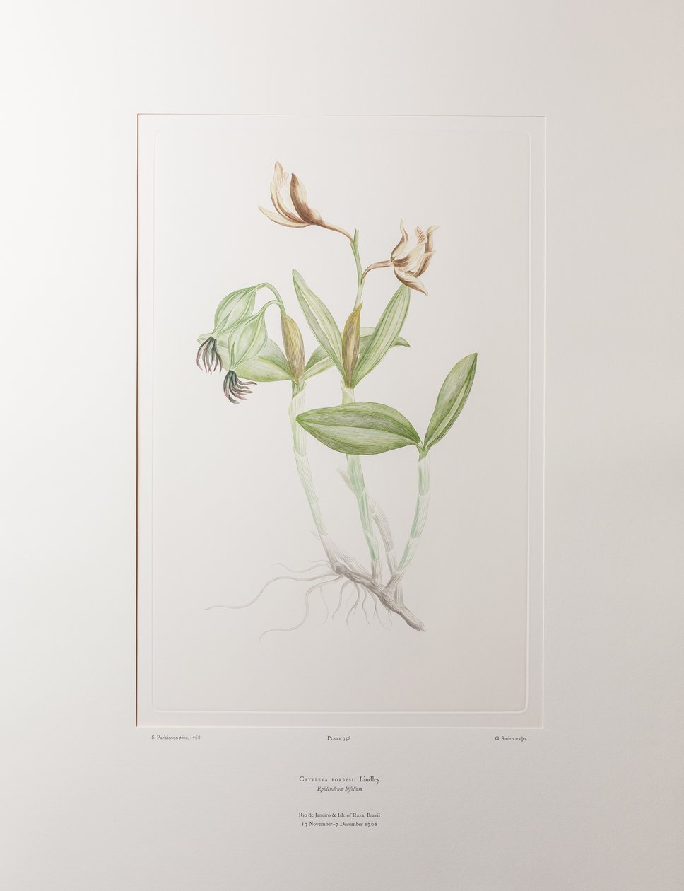 Cattleya forbesii (Orchidaceae) - Plaka 358, Banks#39; Florilegium, c.1771-84 (kağıt üzerine bakır levha gravür) by Joseph Banks