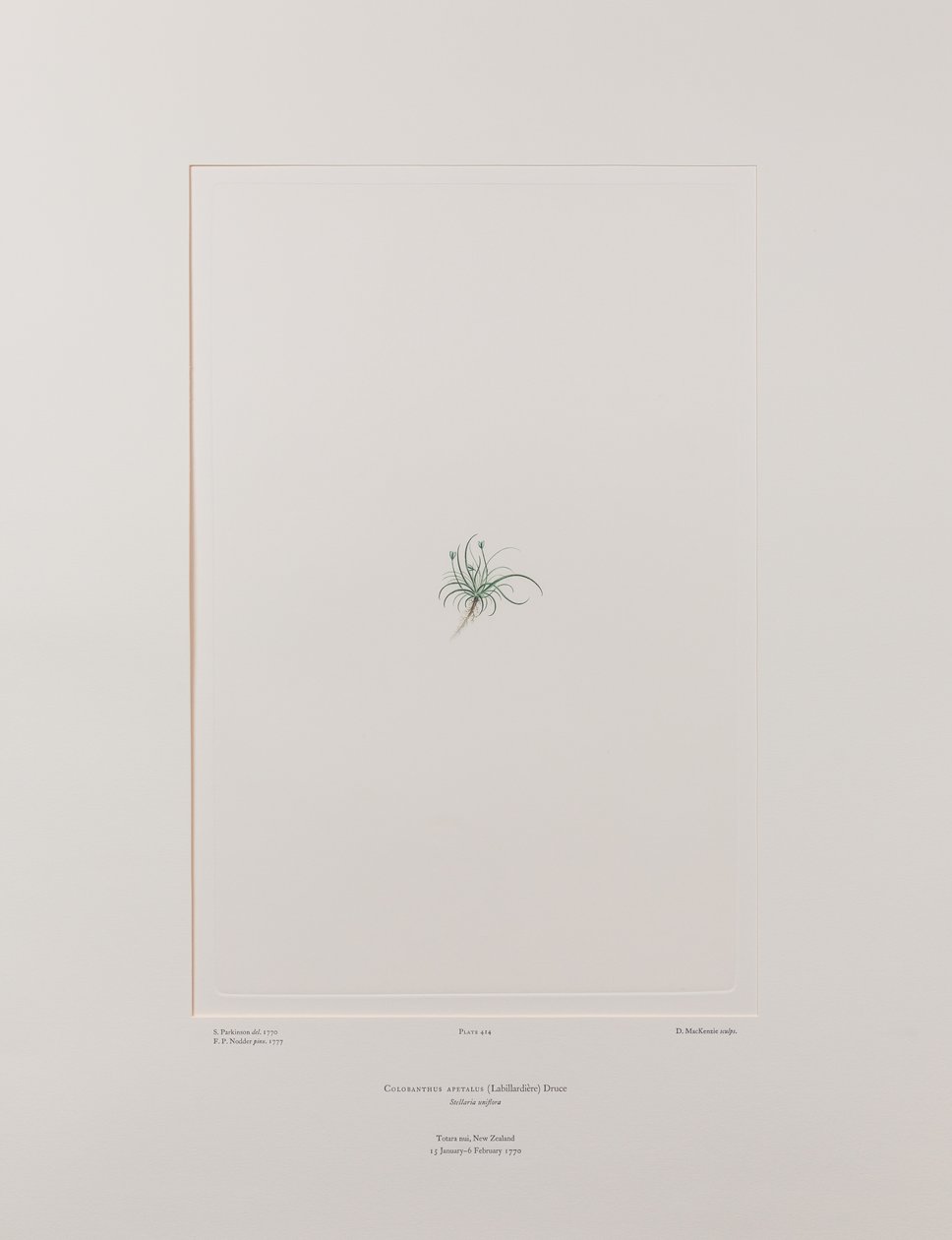 Colobanthus apetalus (Caryophyllaceae) - Levha 414, Banks#39; Florilegium, c.1771-84 (kağıt üzerine bakır levha gravürü) by Joseph Banks