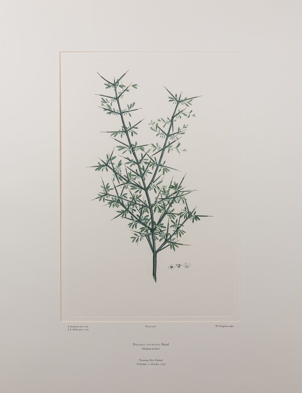 Discaria toumatou (Rhamnaceae) - Plaka 426, Banks#39; Florilegium, c.1771-84 (kağıt üzerine bakır levha gravür) by Joseph Banks