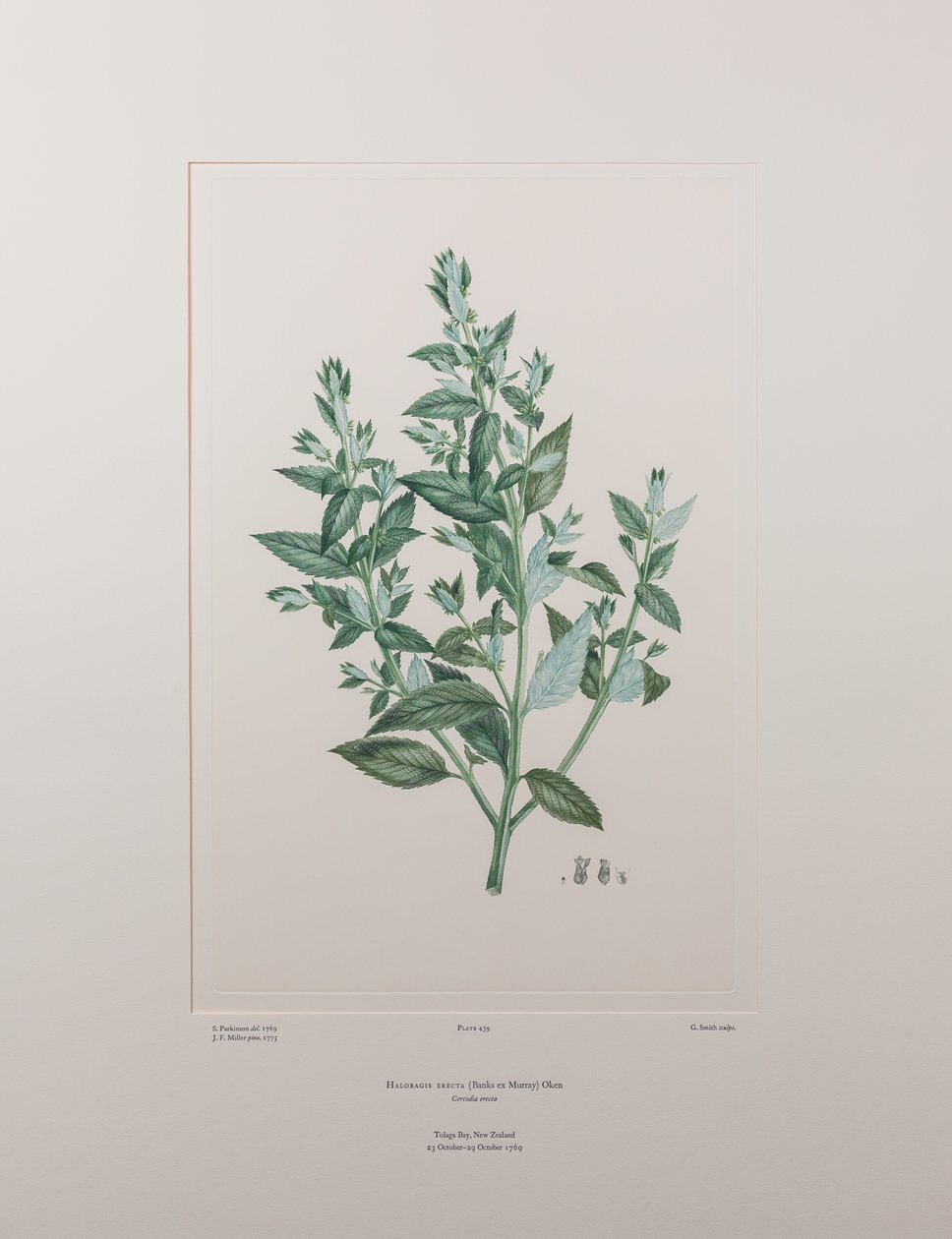 Haloragis erecta (Haloragidaceae) - Levha 439, Banks#39; Florilegium, c.1771-84 (kağıt üzerine bakır levha gravürü) by Joseph Banks