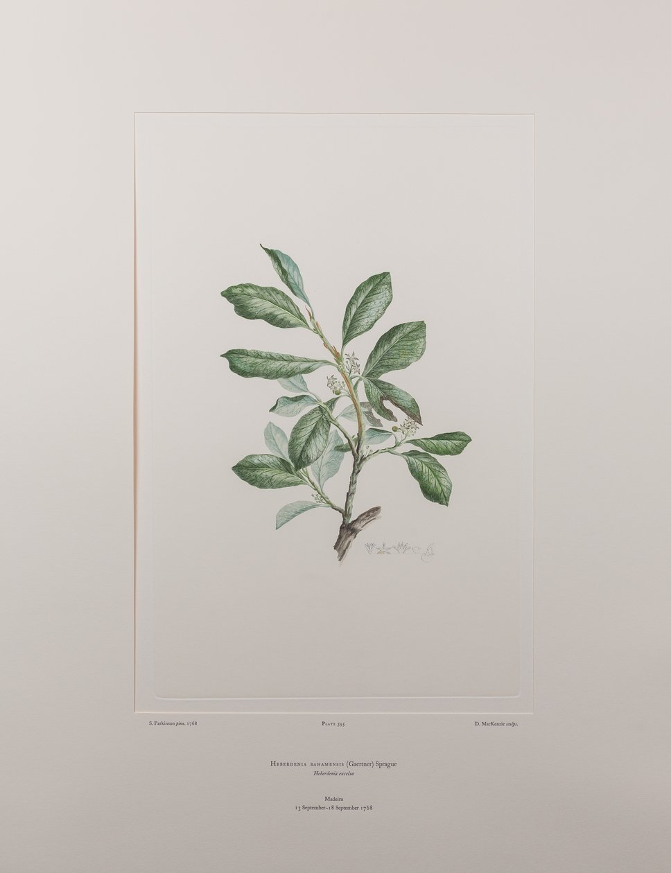 Heberdenia bahamensis (Myrsinaceae) - Plaka 395, Banks#39; Florilegium, c.1771-84 (kağıt üzerine bakır levha gravür) by Joseph Banks