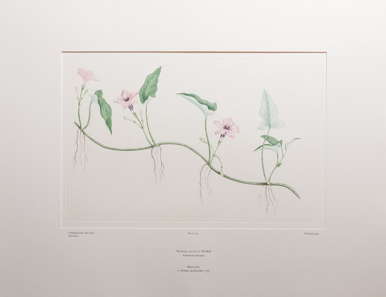 Ipomoeawatera (Convolvulaceae) - Levha 375, Banks#39; Florilegium, c.1771-84 (kağıt üzerine bakır levha gravürü) by Joseph Banks